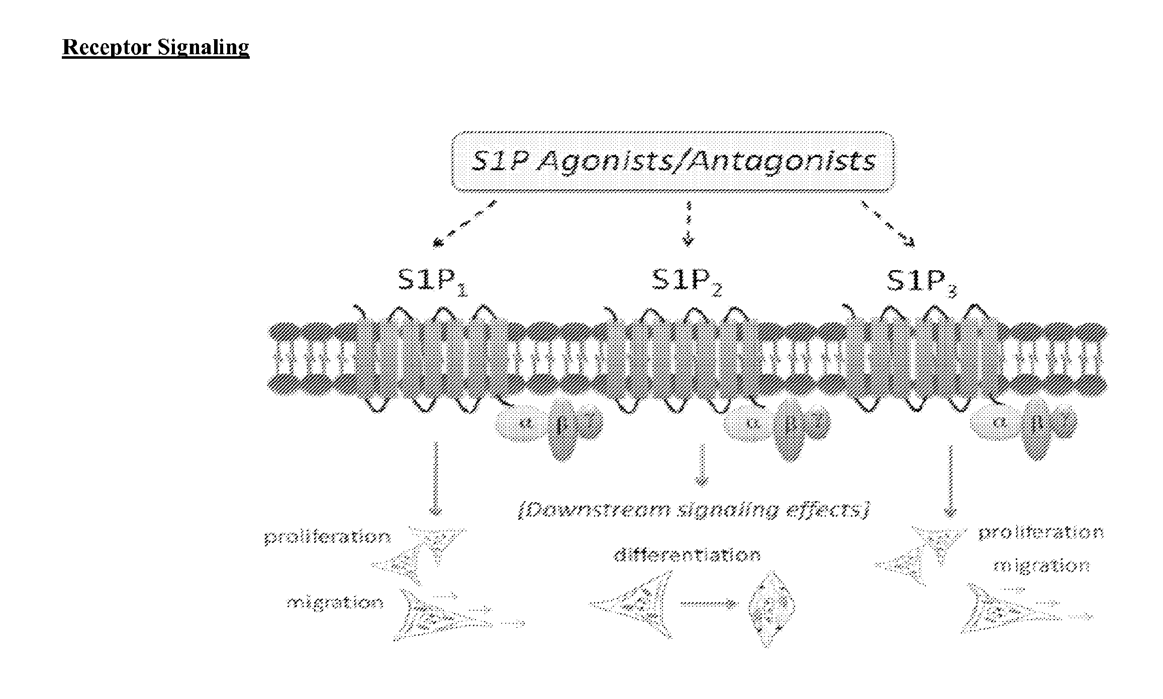 Compositions and methods for tissue engineering and cell based therapies