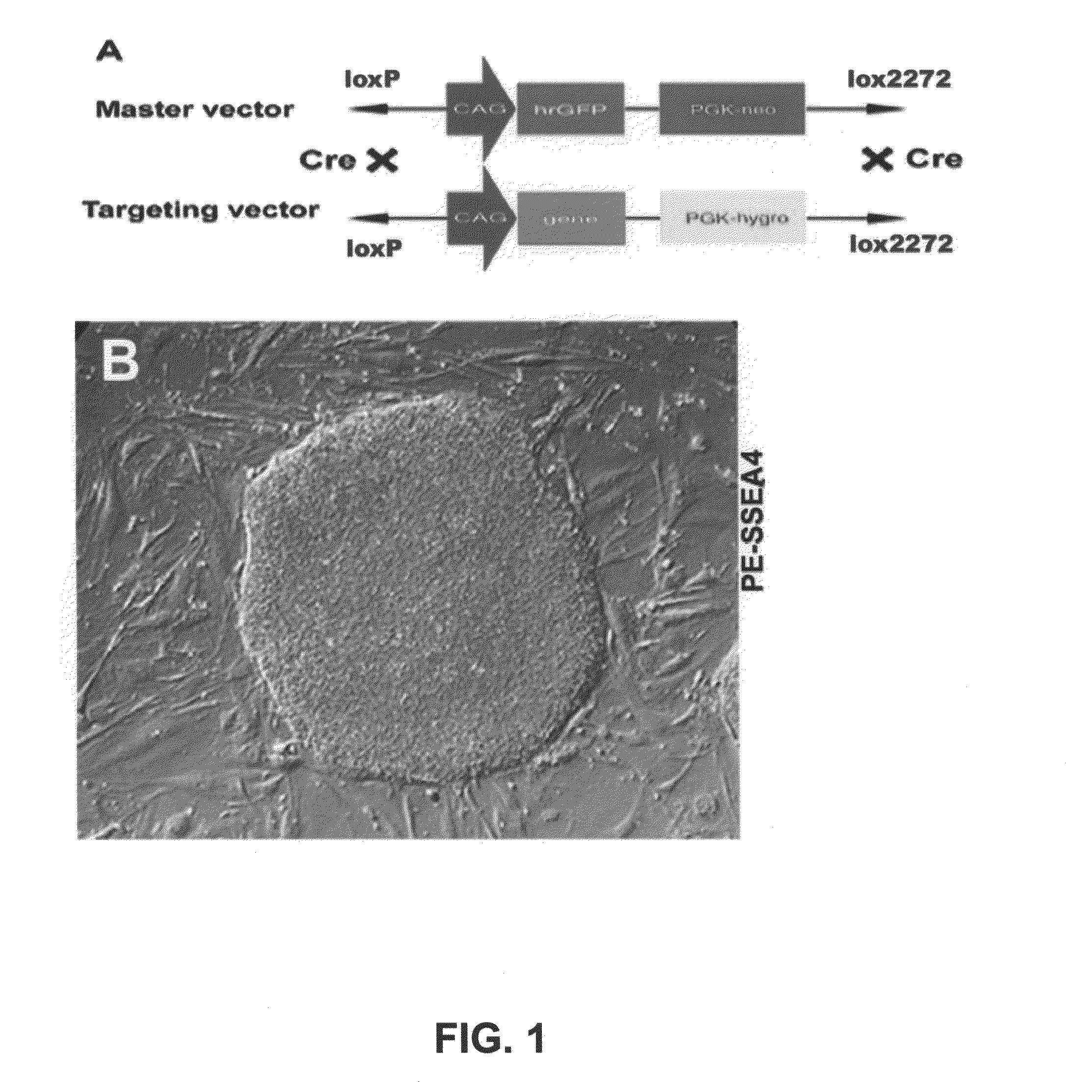 Gene recombination exchange system for stable gene modification in human ES cells