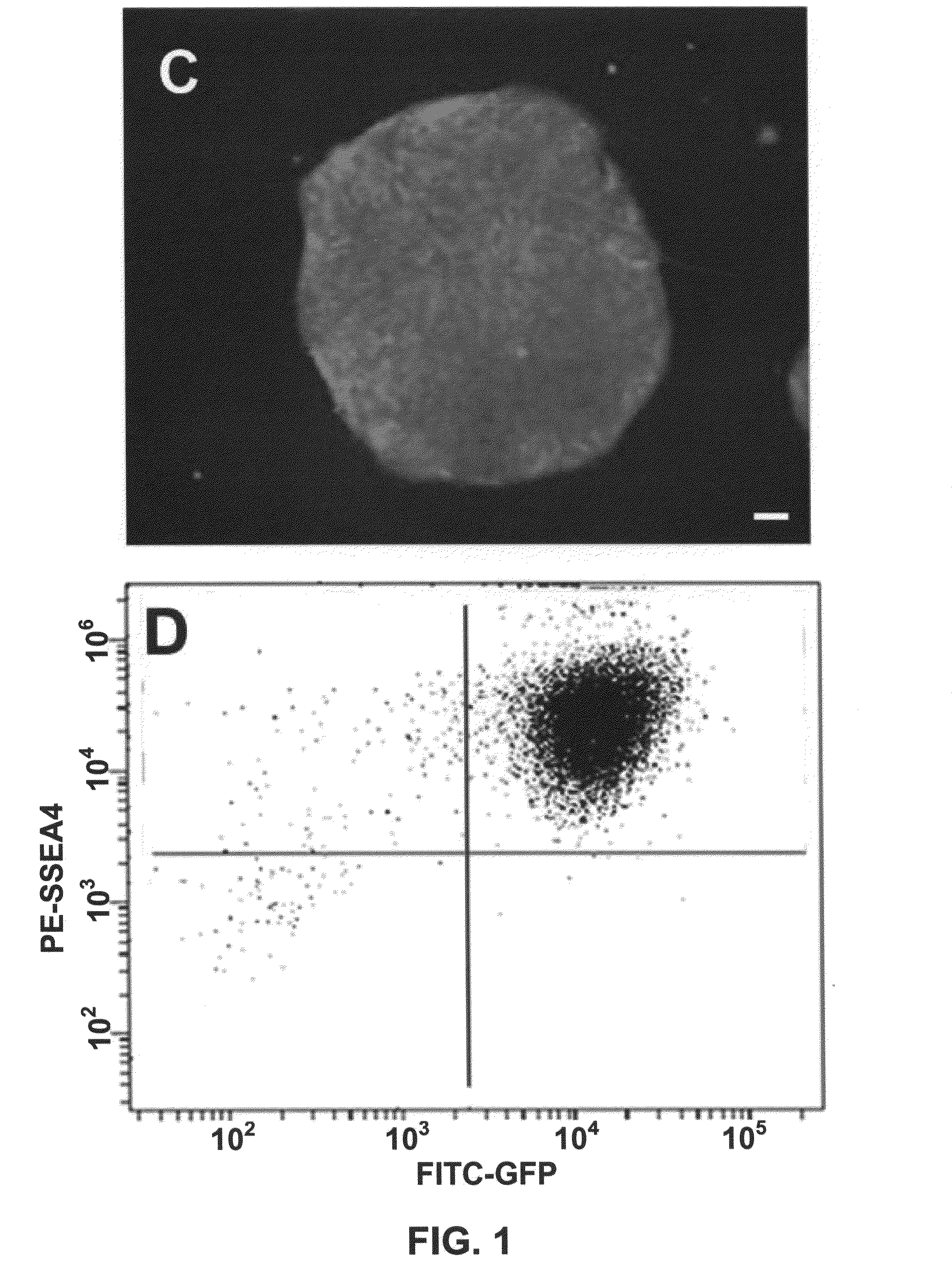 Gene recombination exchange system for stable gene modification in human ES cells