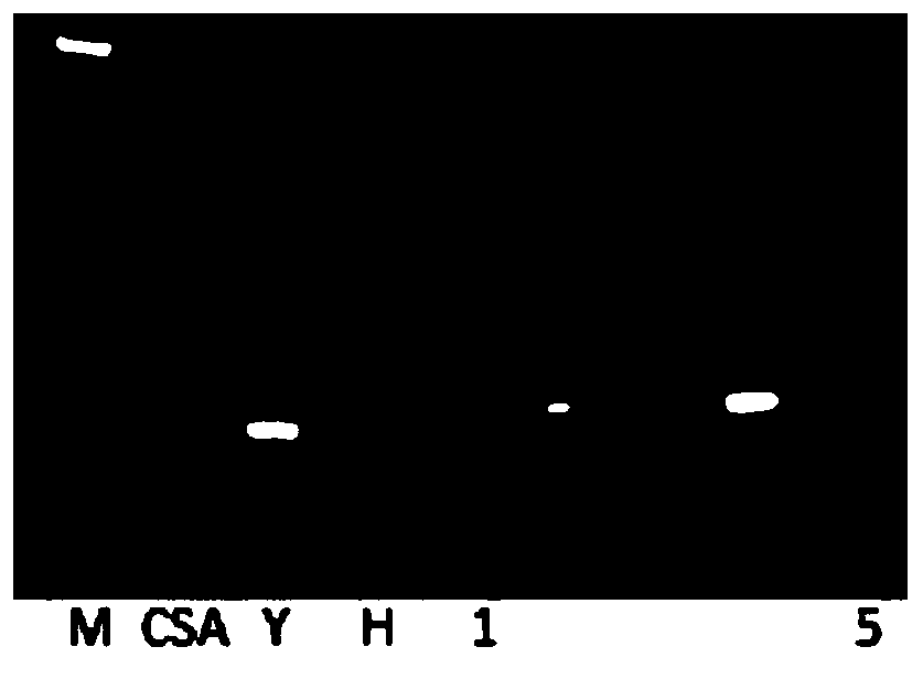 Reproducible heterozygous female sterile restorer molecular breeding method and application thereof