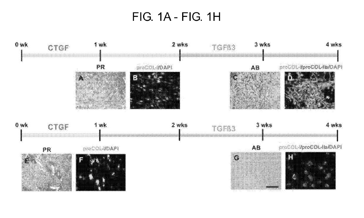 Tissue repair by stem cell recruitment and differentiation