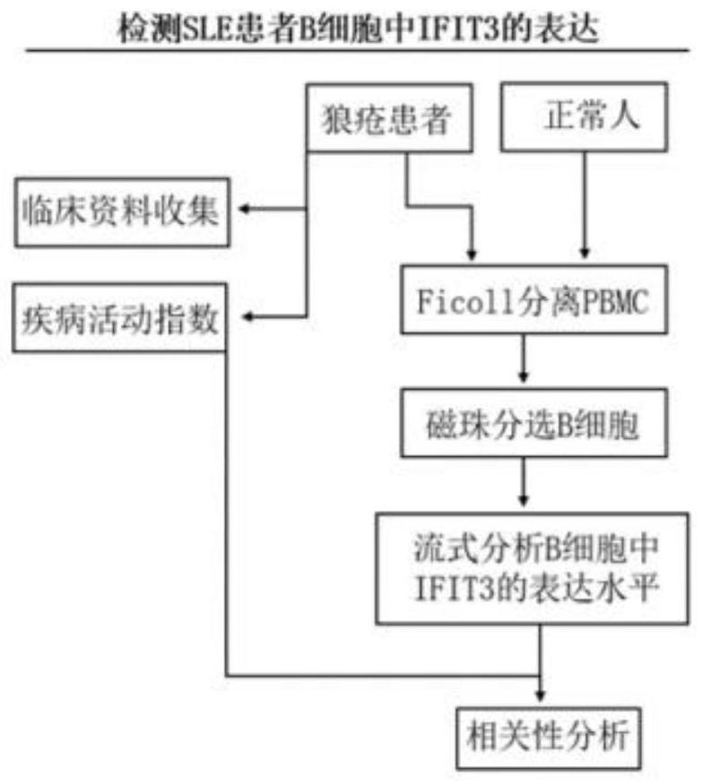 Method for researching influence of interferon induced gene IFIT3 on activation and differentiation of B lymphocytes