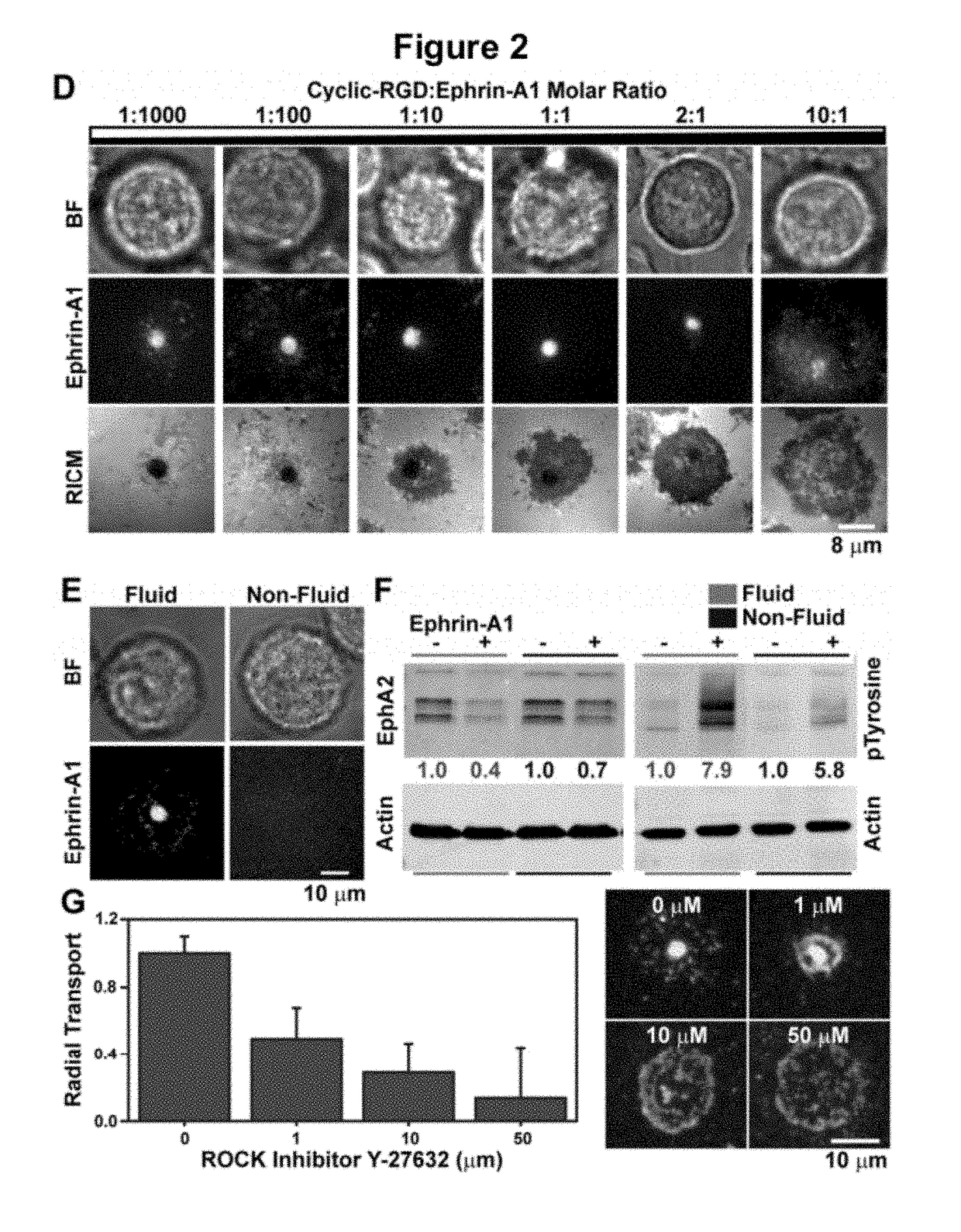 Spatial biomarker of disease and detection of spatial organization of cellular receptors