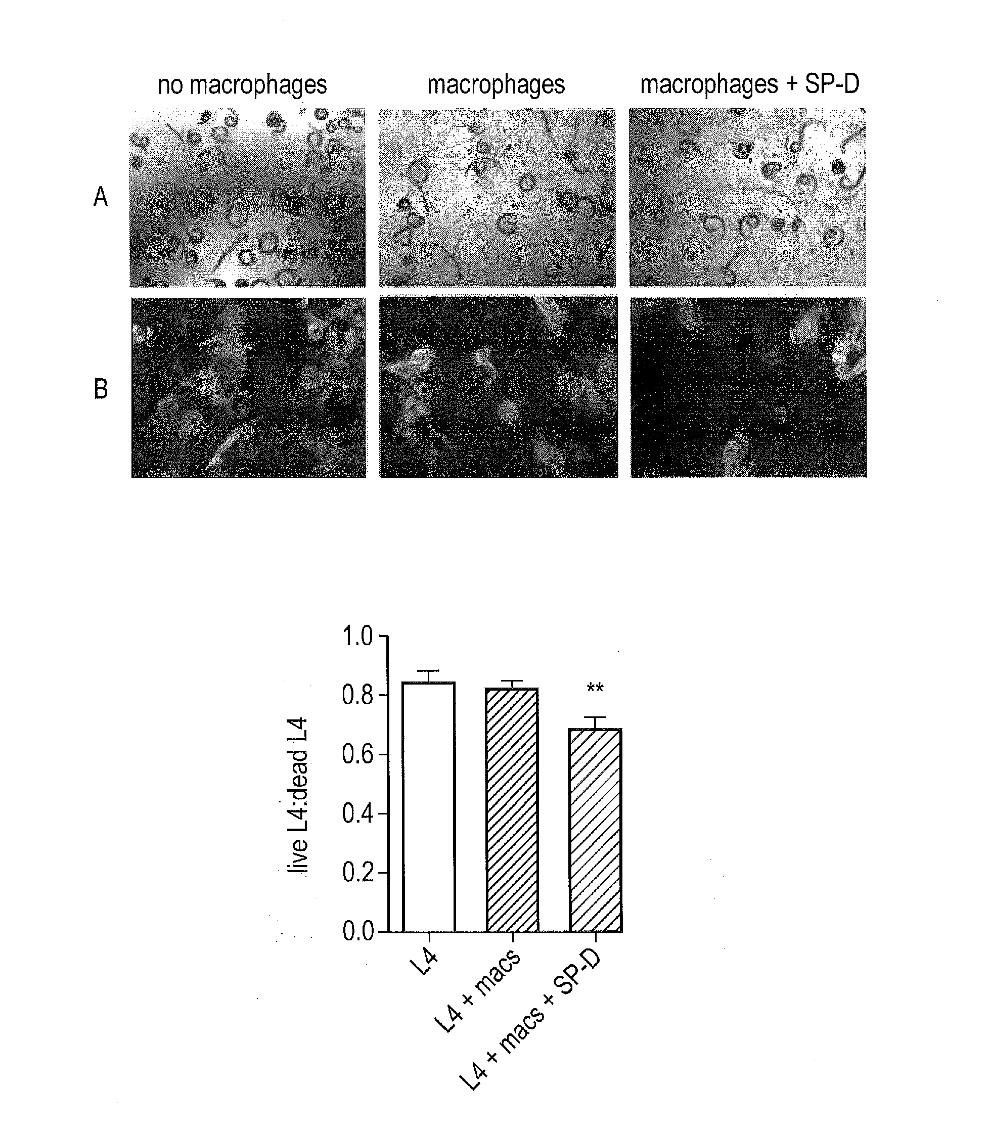 Treating Infection