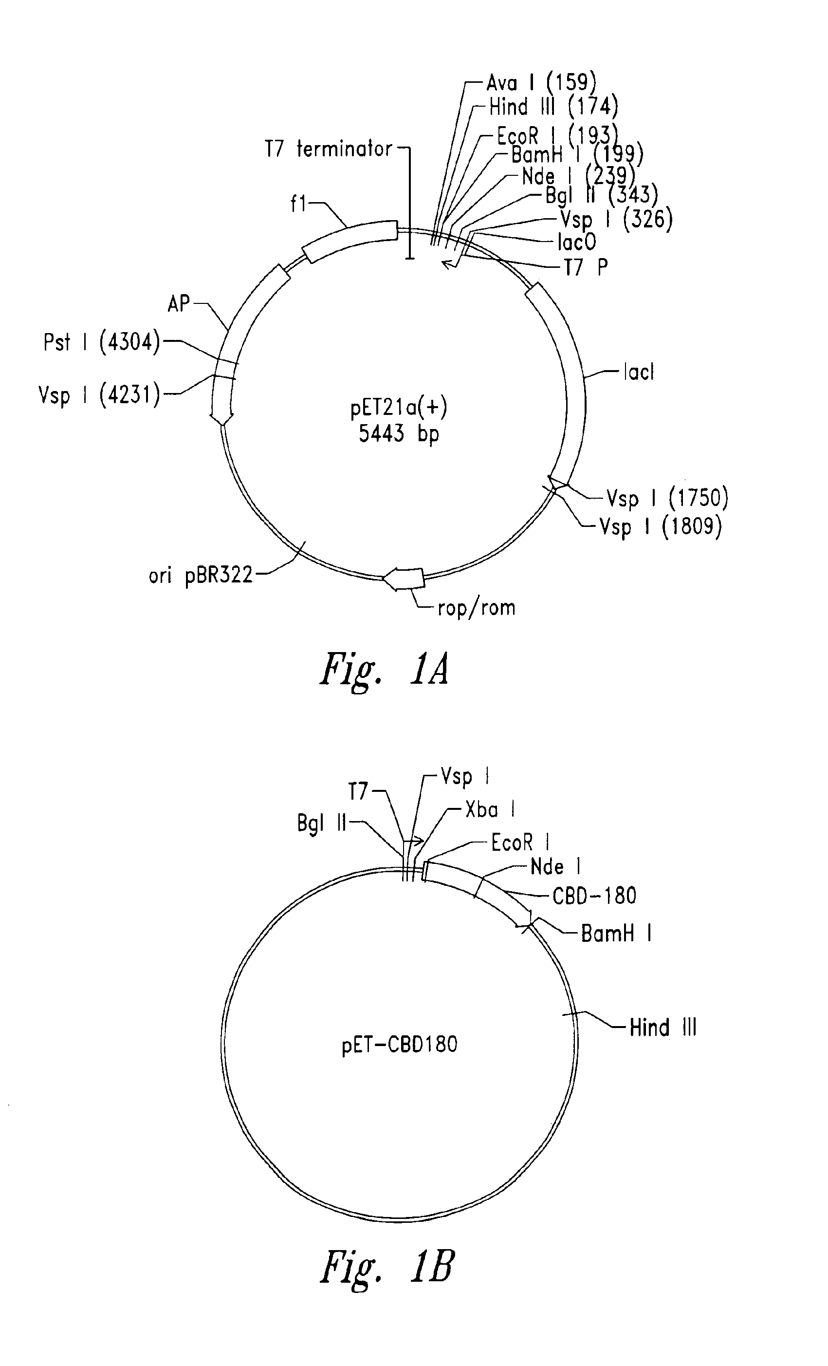 Efficient methods for producing anti-microbial cationic peptides in host cells