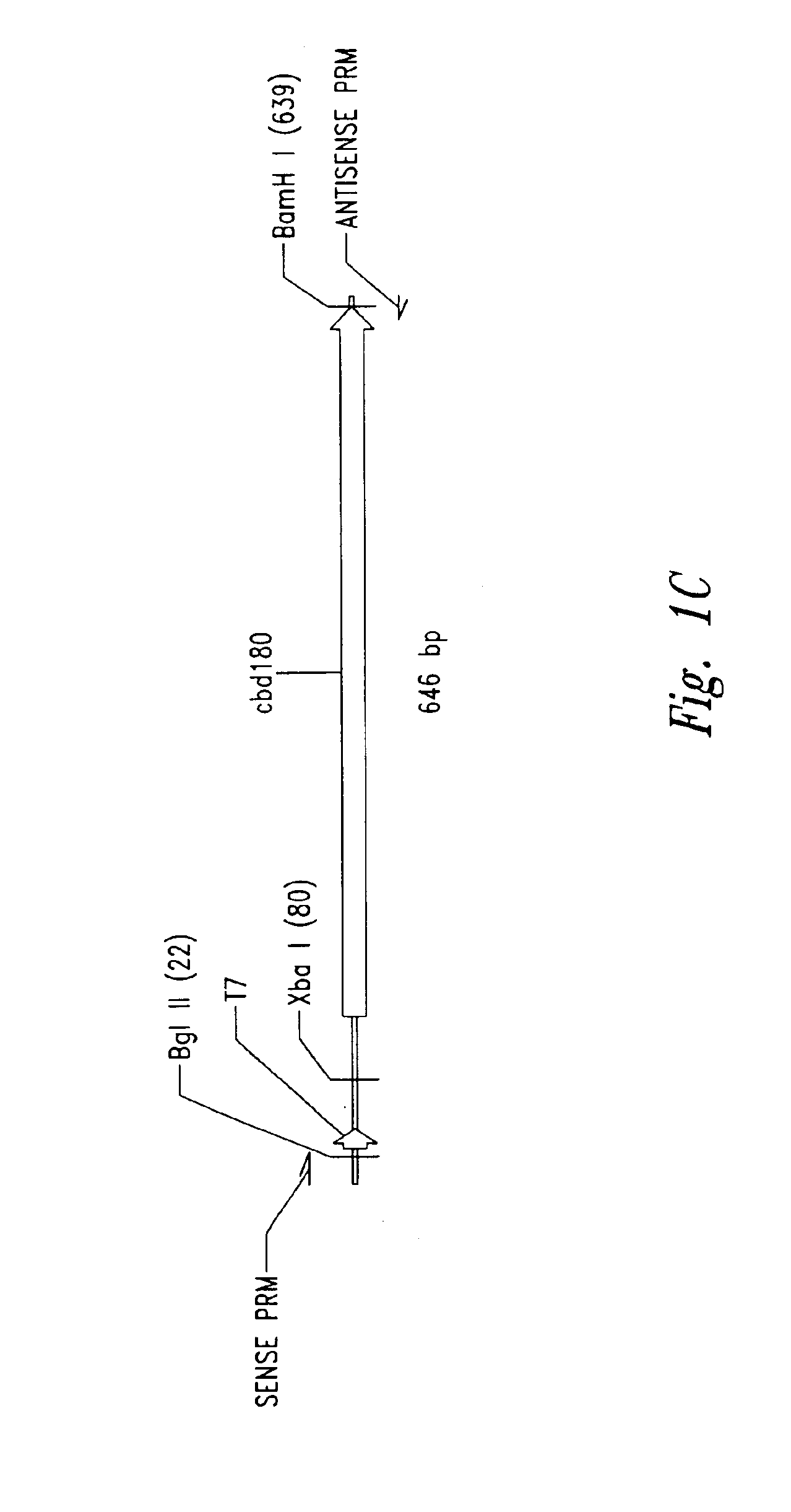 Efficient methods for producing anti-microbial cationic peptides in host cells