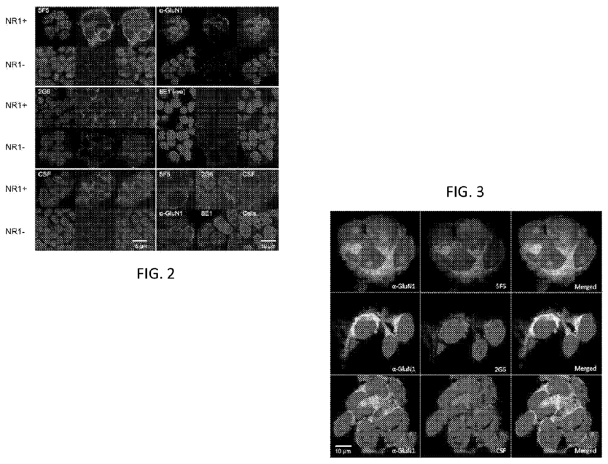 Anti-nmda receptor antibodies and methods of use