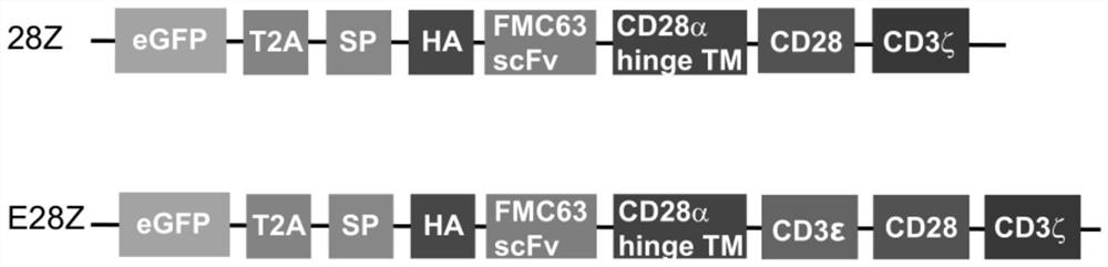 Chimeric antigen receptor and application thereof