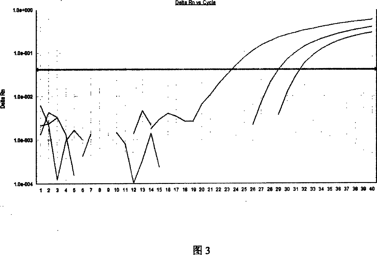 Skeletonema costatum PCNA gene detecting method