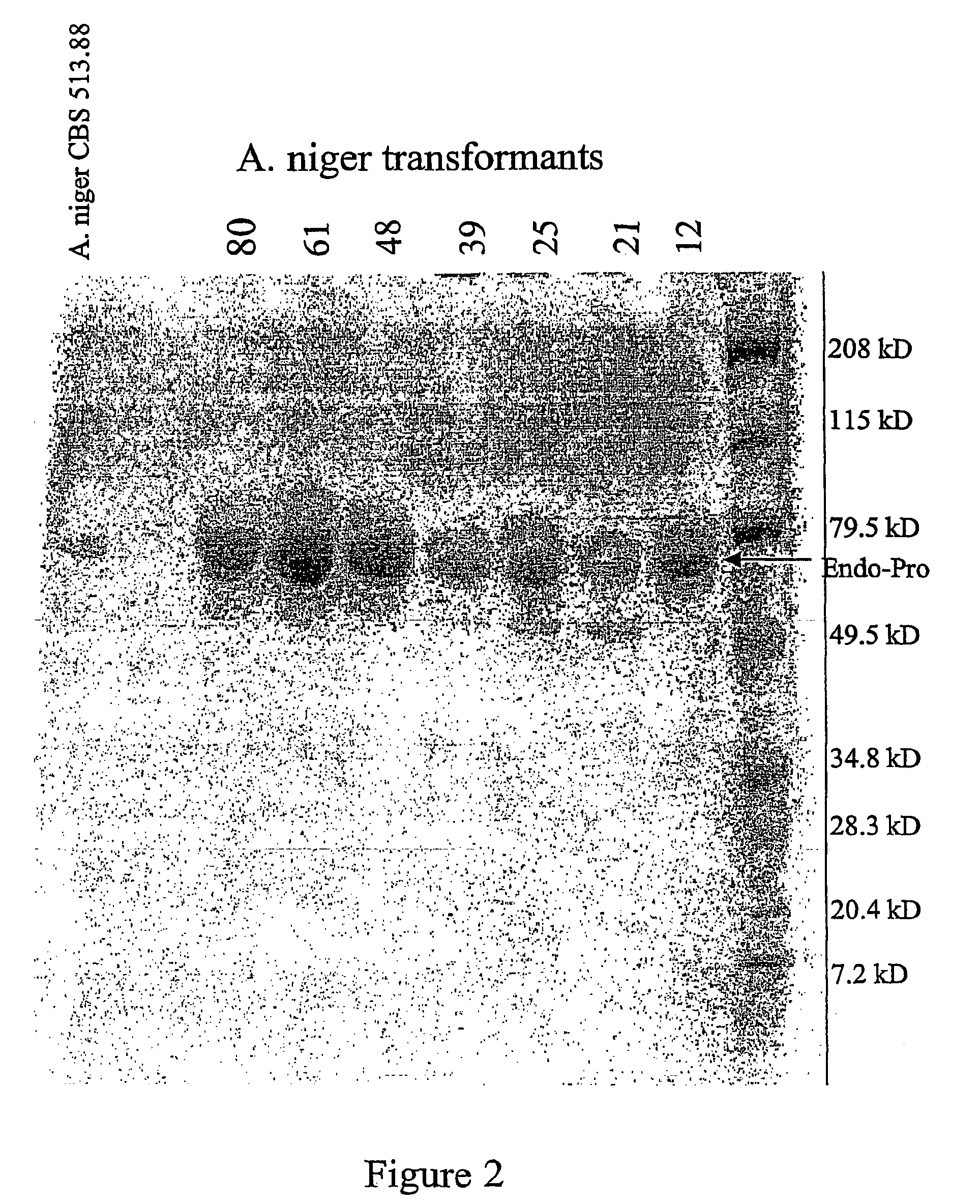 Protein hydrolysates enriched in peptides having a carboxy terminal proline residue