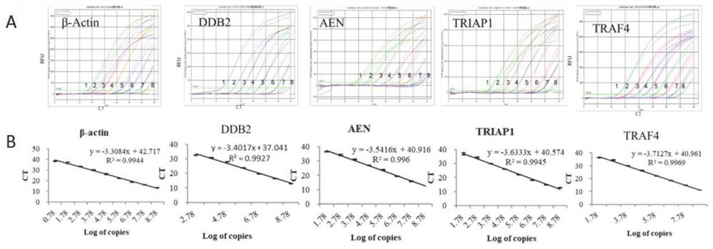 Group of markers, detection model and application thereof in radiation dose detection