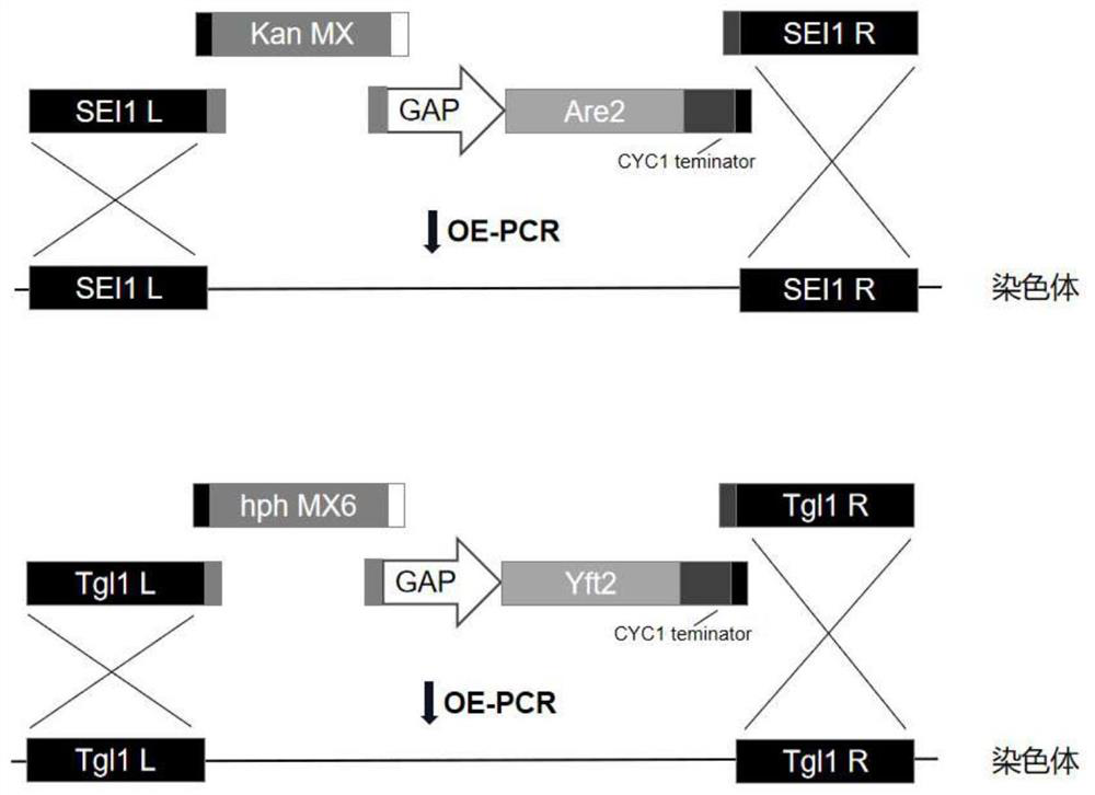 Oil-resistant saccharomyces cerevisiae genetically engineered bacterium and construction method thereof