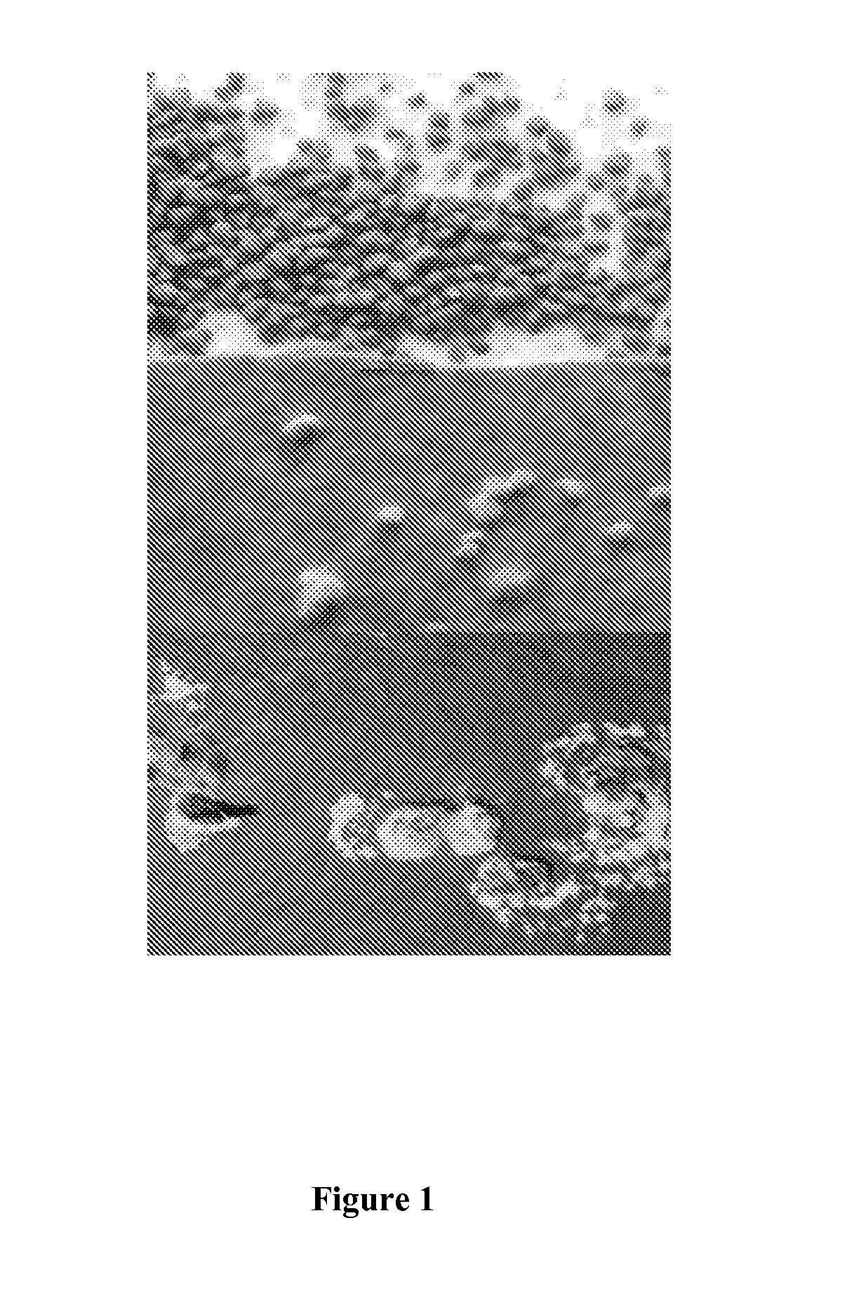 Highly efficient organic fertilizer and components thereof