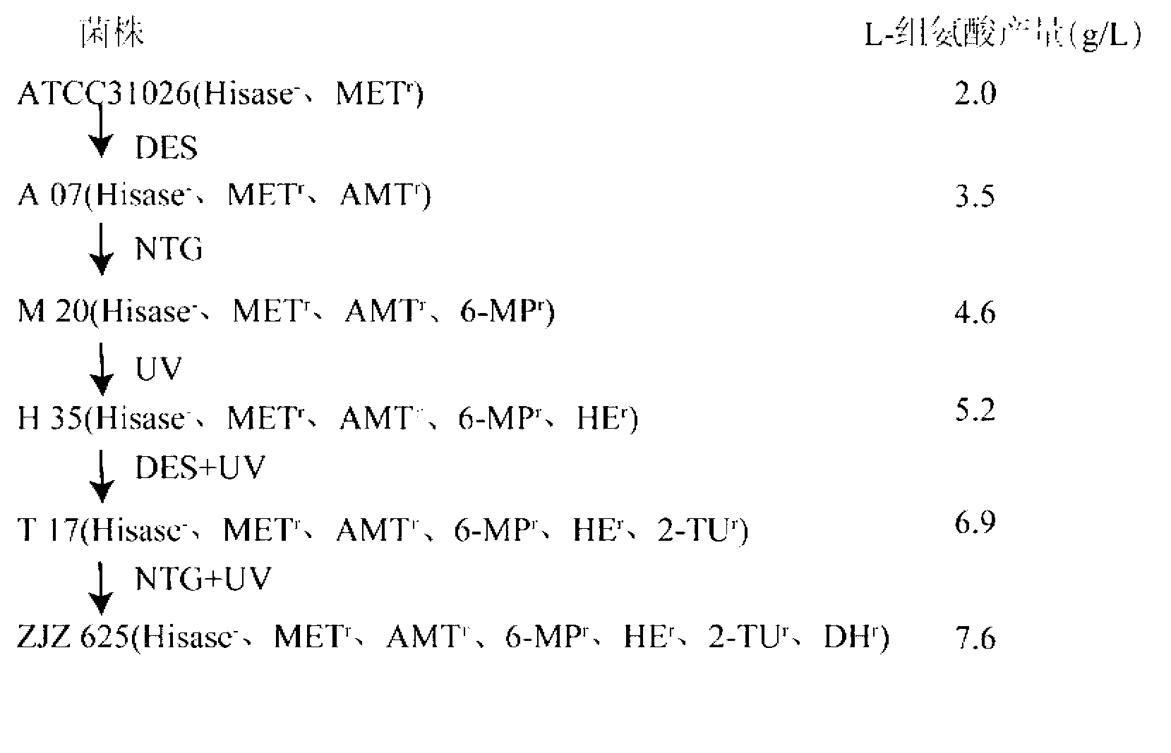 L-histidine high-yielding strain and application thereof