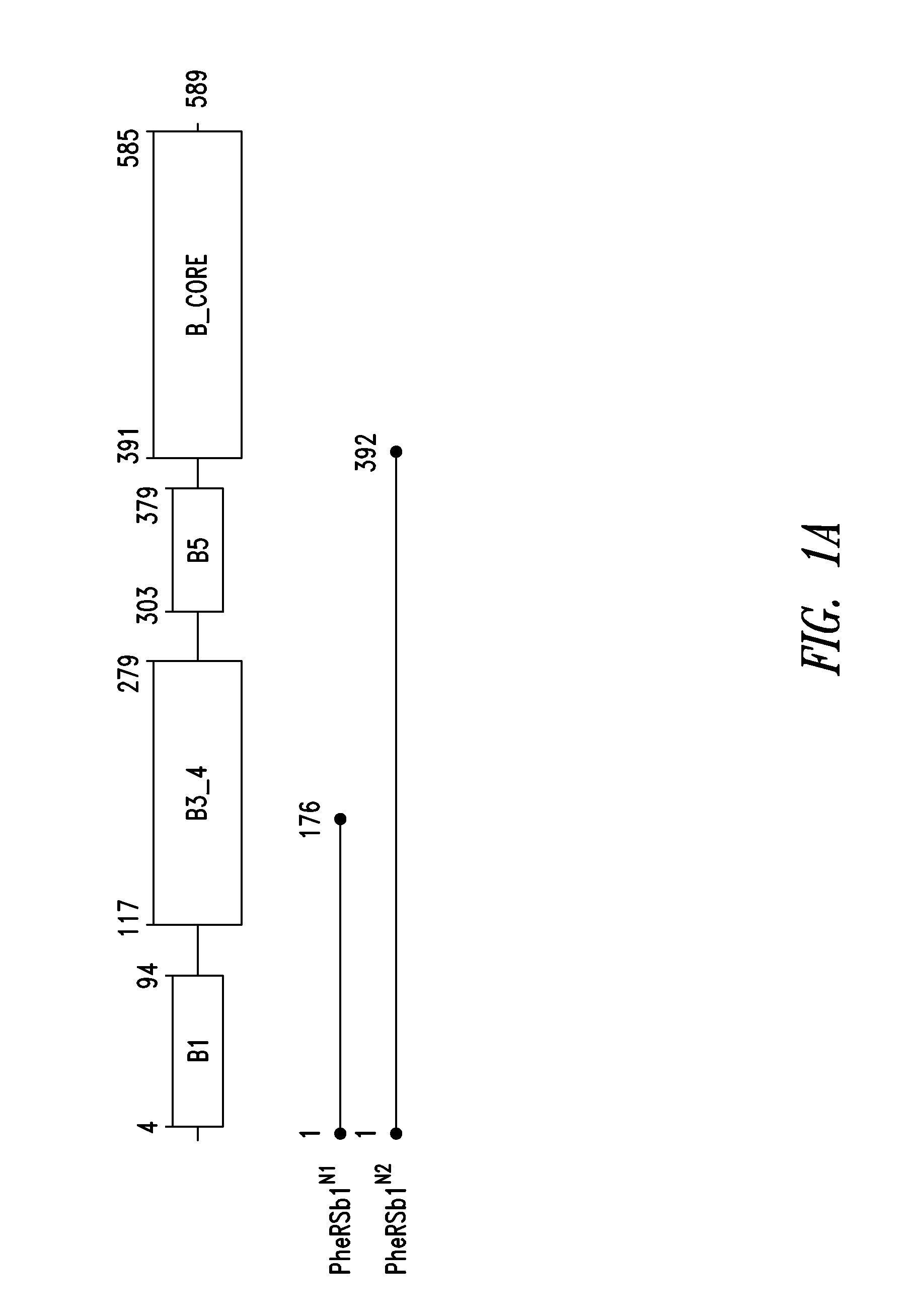 Innovative discovery of therapeutic, diagnostic, and antibody compositions related to protein fragments of phenylalanyl-beta-trna synthetases