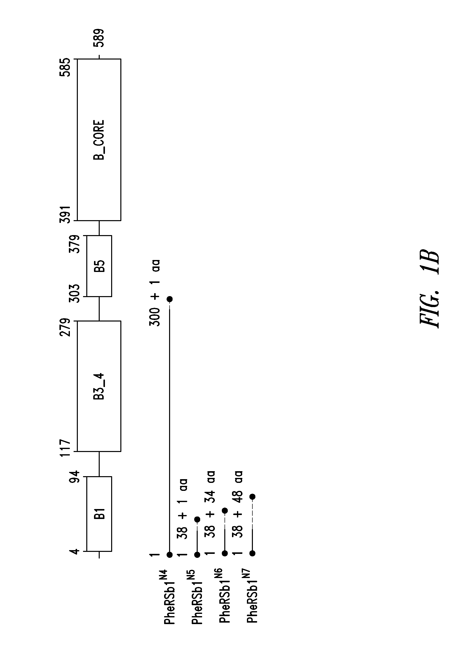 Innovative discovery of therapeutic, diagnostic, and antibody compositions related to protein fragments of phenylalanyl-beta-trna synthetases