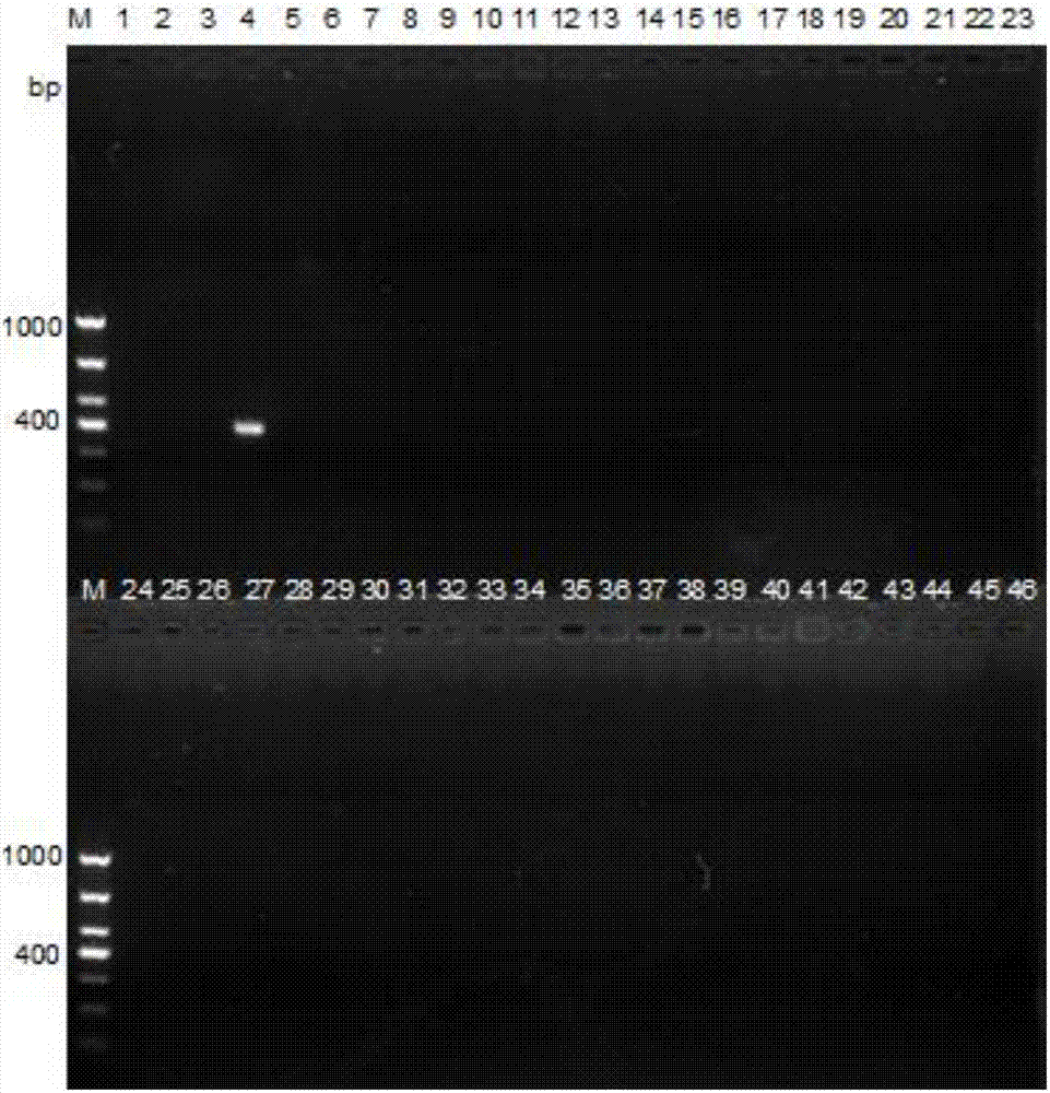 Salmonella Indiana PCR (polymerase chain reaction) detection kit and non-diagnosis detection method thereof