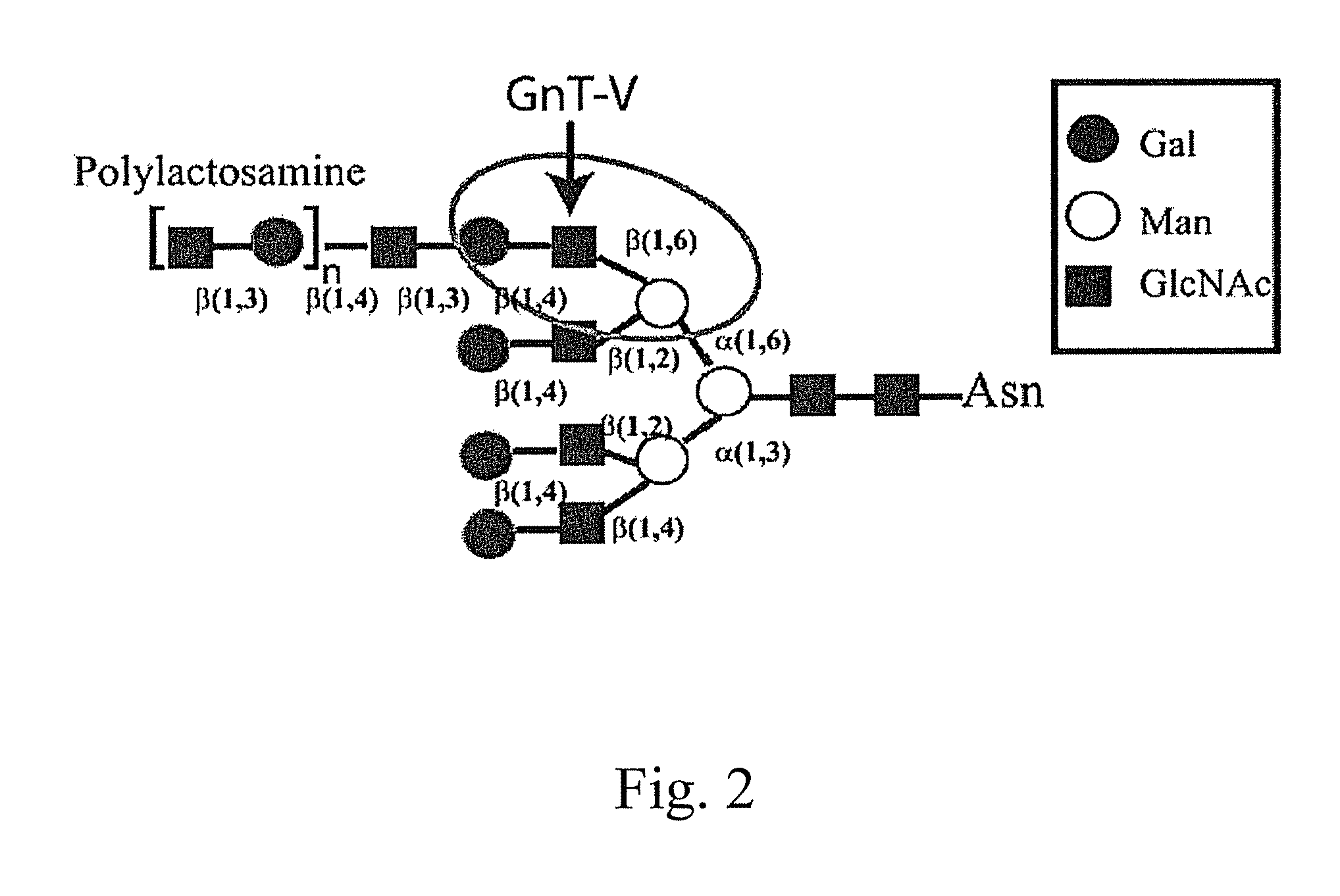 Glycoprotein cancer biomarker