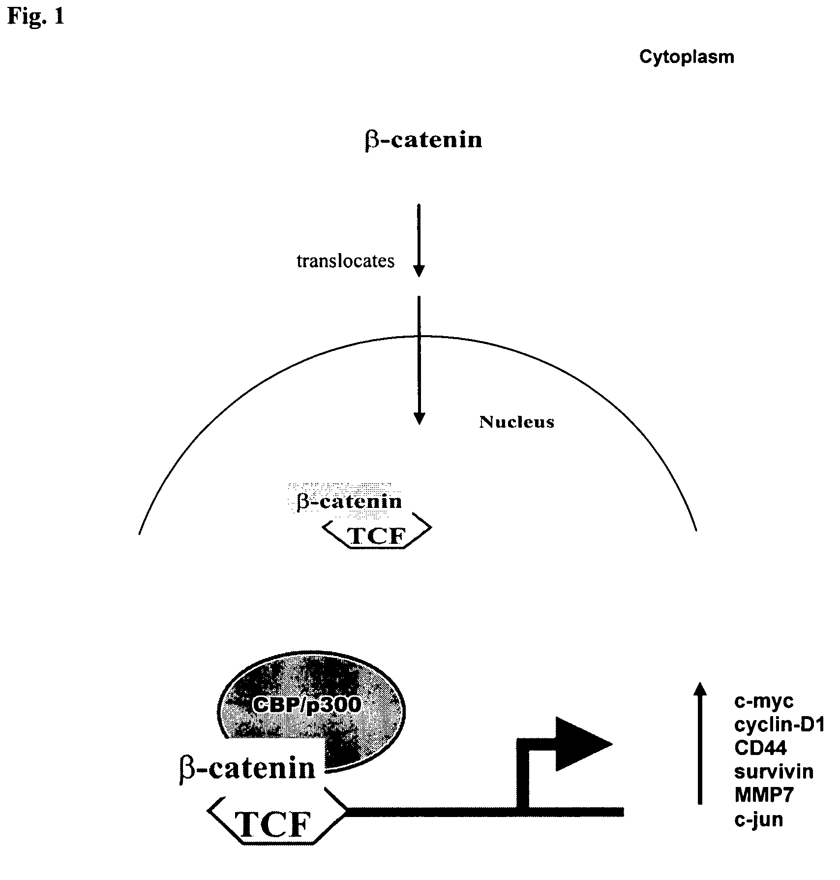 Modulation of beta-catenin coactivator interactions to effect stem cell growth or differentiation