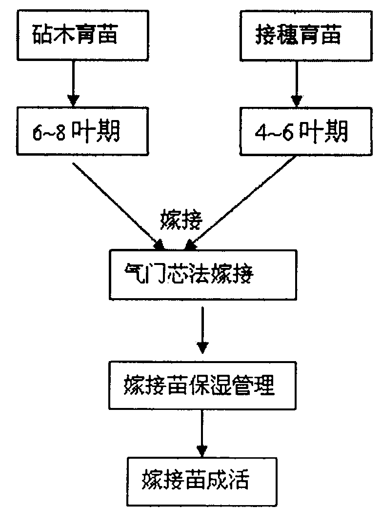 Method for grafting hot peppers