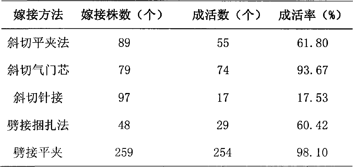 Method for grafting hot peppers