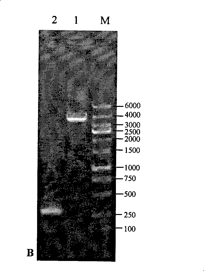 Method for preparing MRJP1 eucaryon expression products of China honey bee for promoting growth of cells