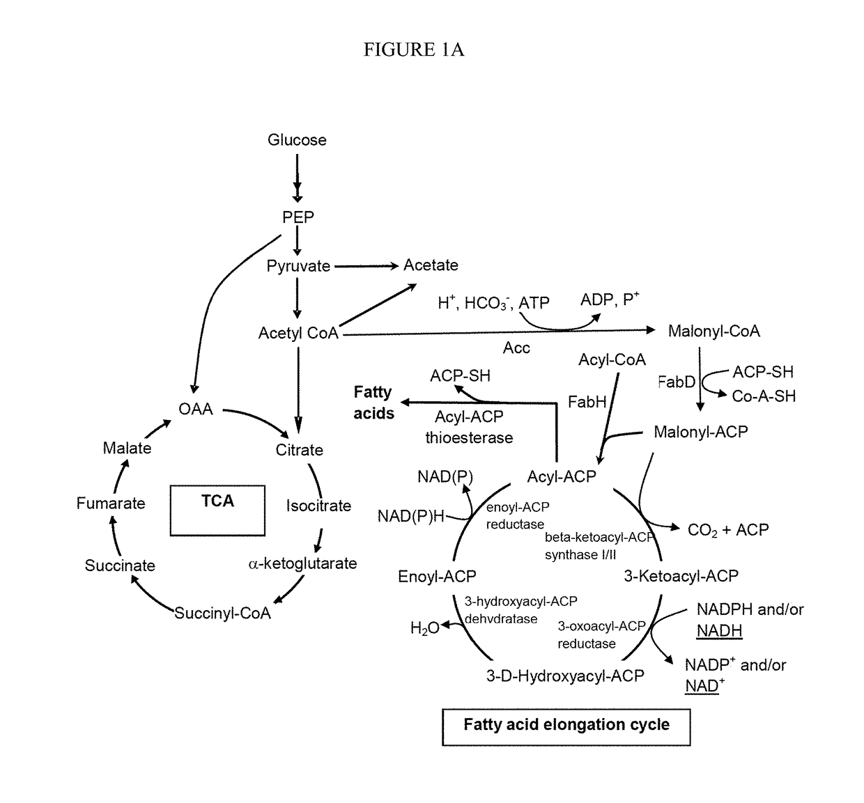 Fatty acid productivity