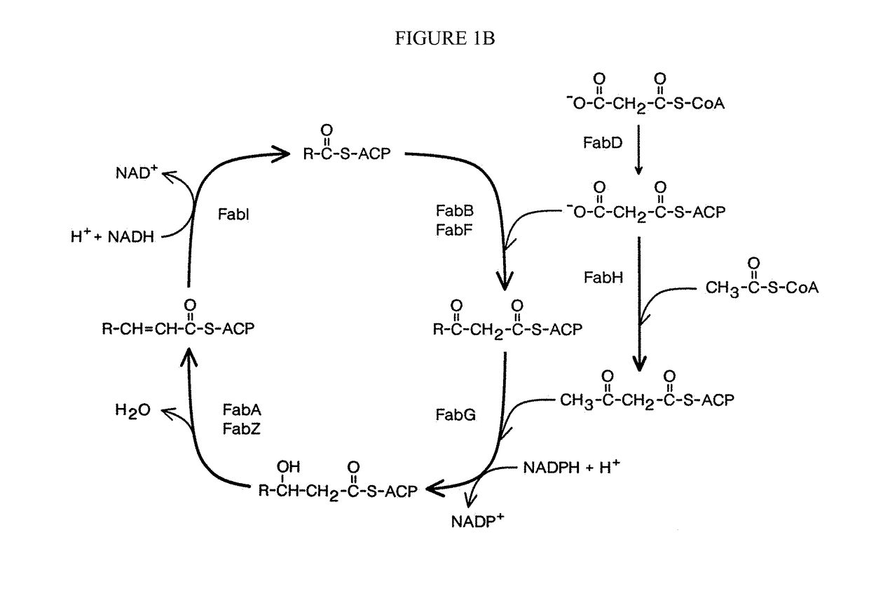 Fatty acid productivity