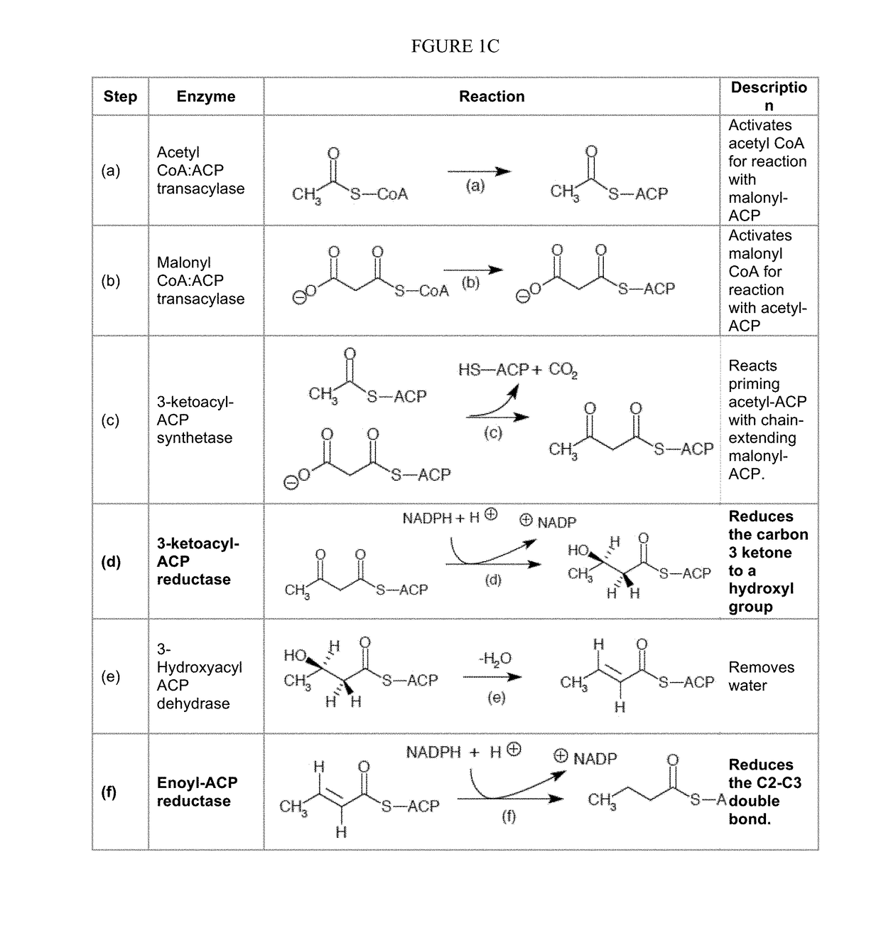 Fatty acid productivity