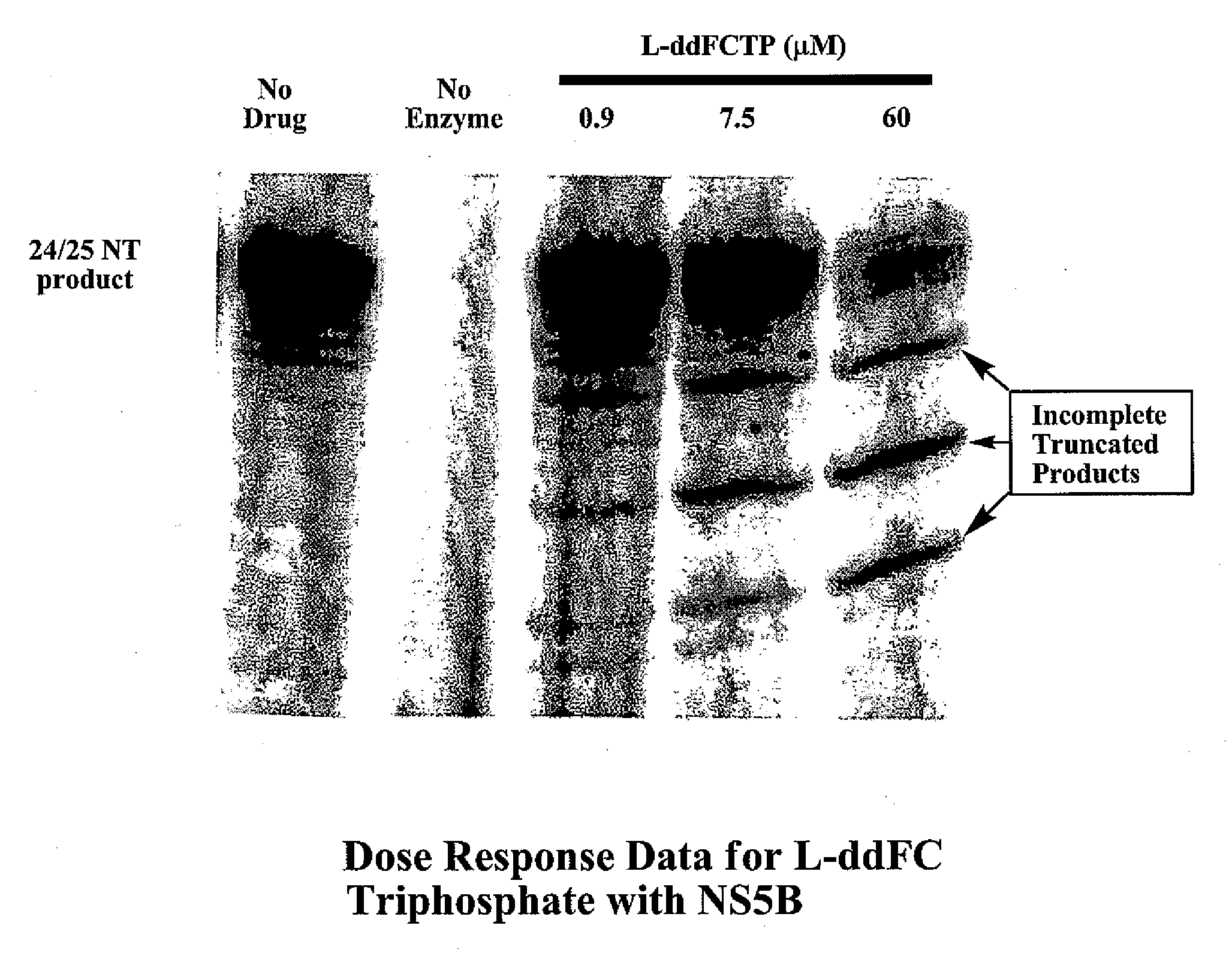 2', 3'-dideoxynucleoside analogues for the treatment or prevention of flaviviridae infections