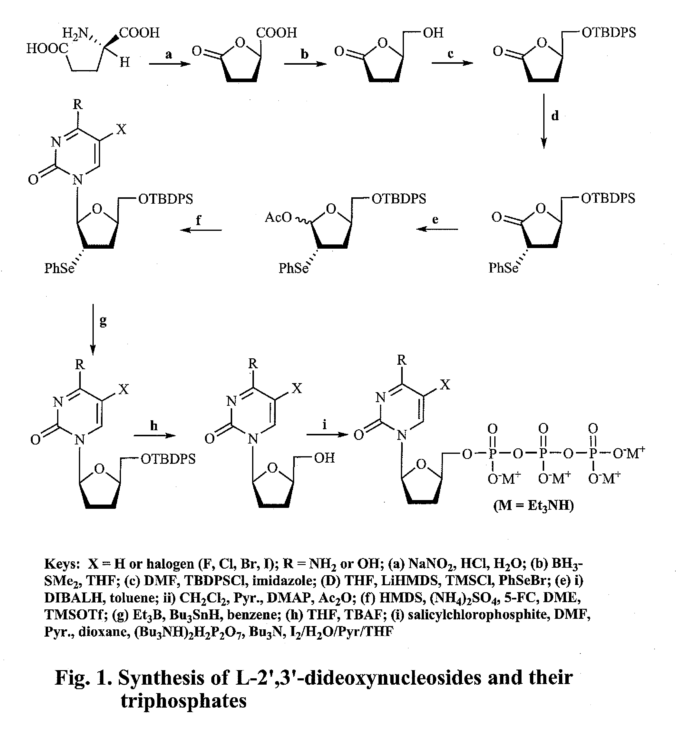 2', 3'-dideoxynucleoside analogues for the treatment or prevention of flaviviridae infections