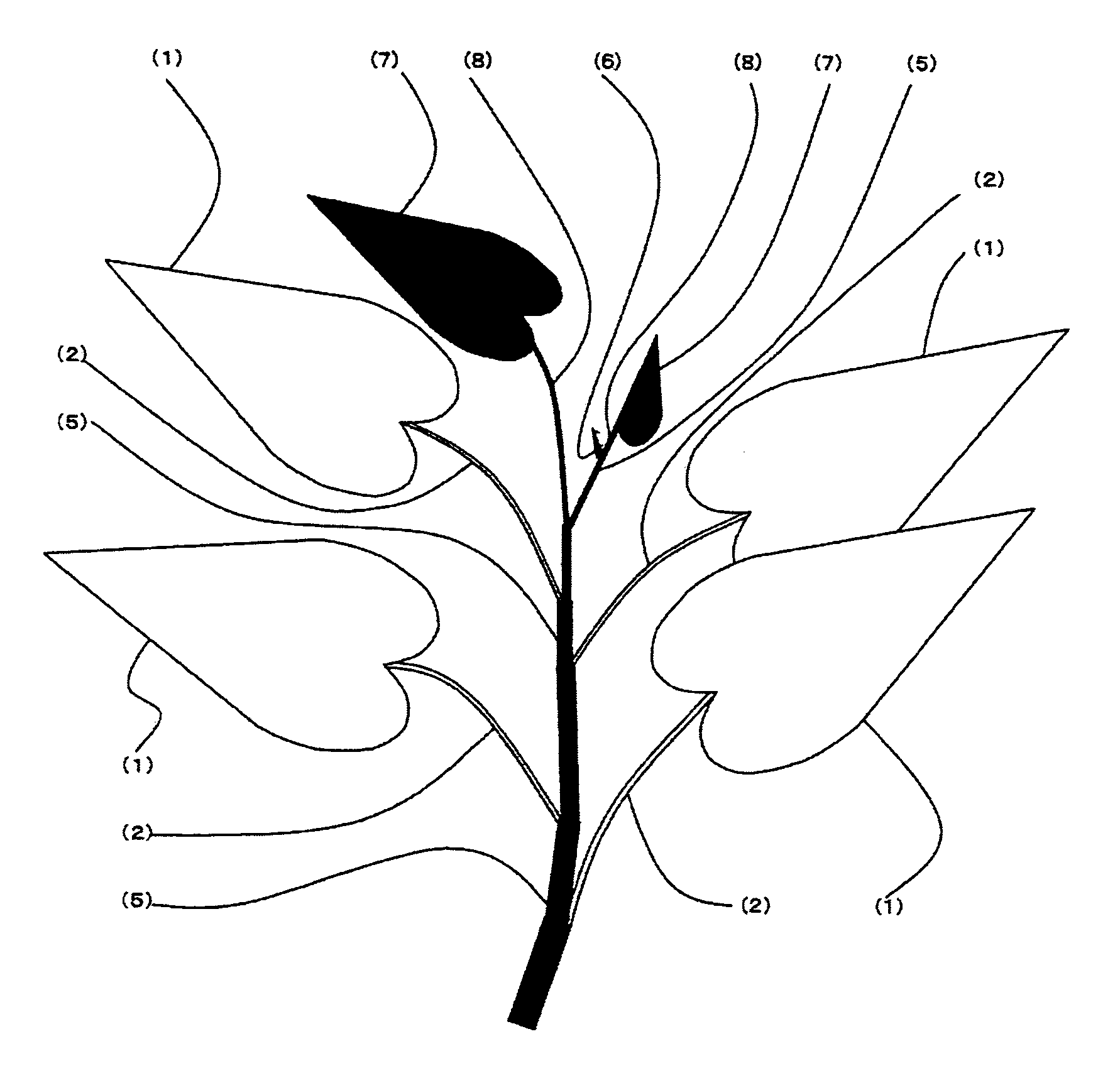 Method of Preserving Ipomoea Aquatica, Method of Preserving Vegetables and Processed Food