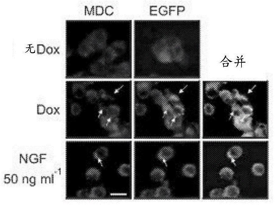 Method and composition for inducing autophagy