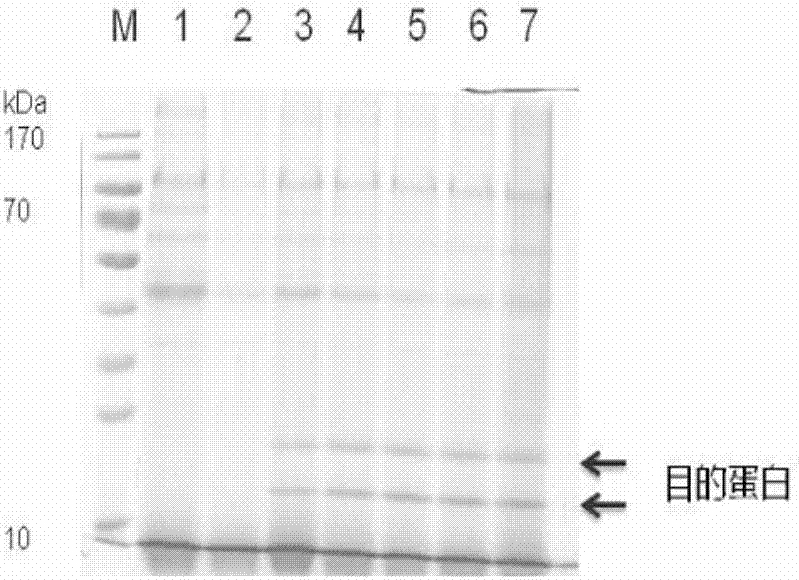 Haliotis discus hannai superoxide dismutase, and preparation method and application thereof