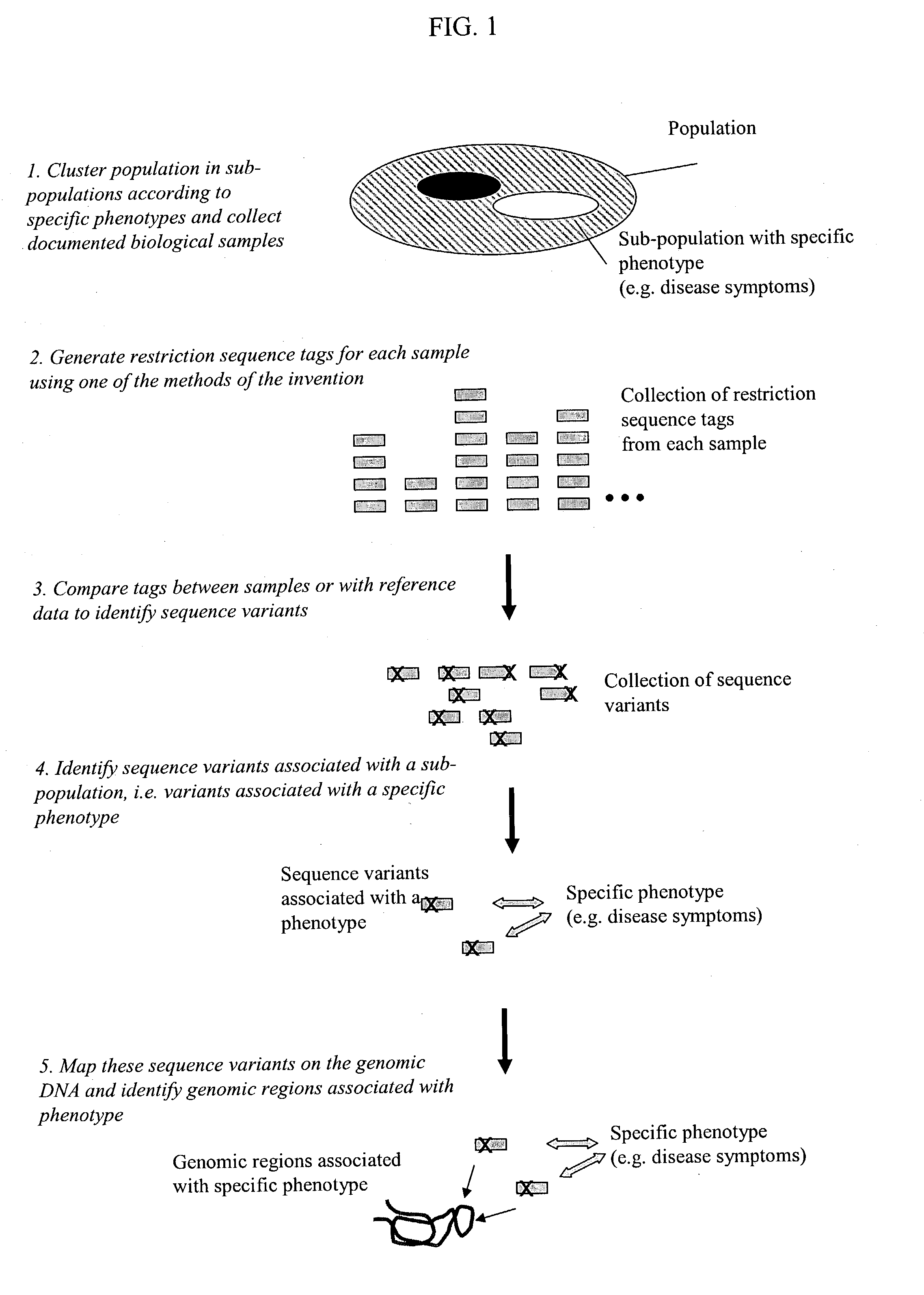 Methods for detecting genome-wide sequence variations associated with a phenotype