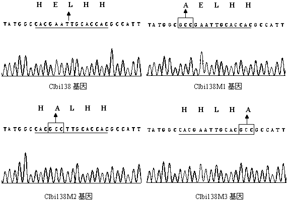 A genetic modification method for improving the insecticidal efficiency of baculovirus