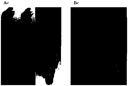 A genetic modification method for improving the insecticidal efficiency of baculovirus