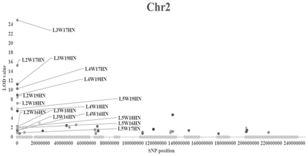 A SNP marker closely linked to the major qtl for leaf width under continuous multi-leaf tassel in maize and its application