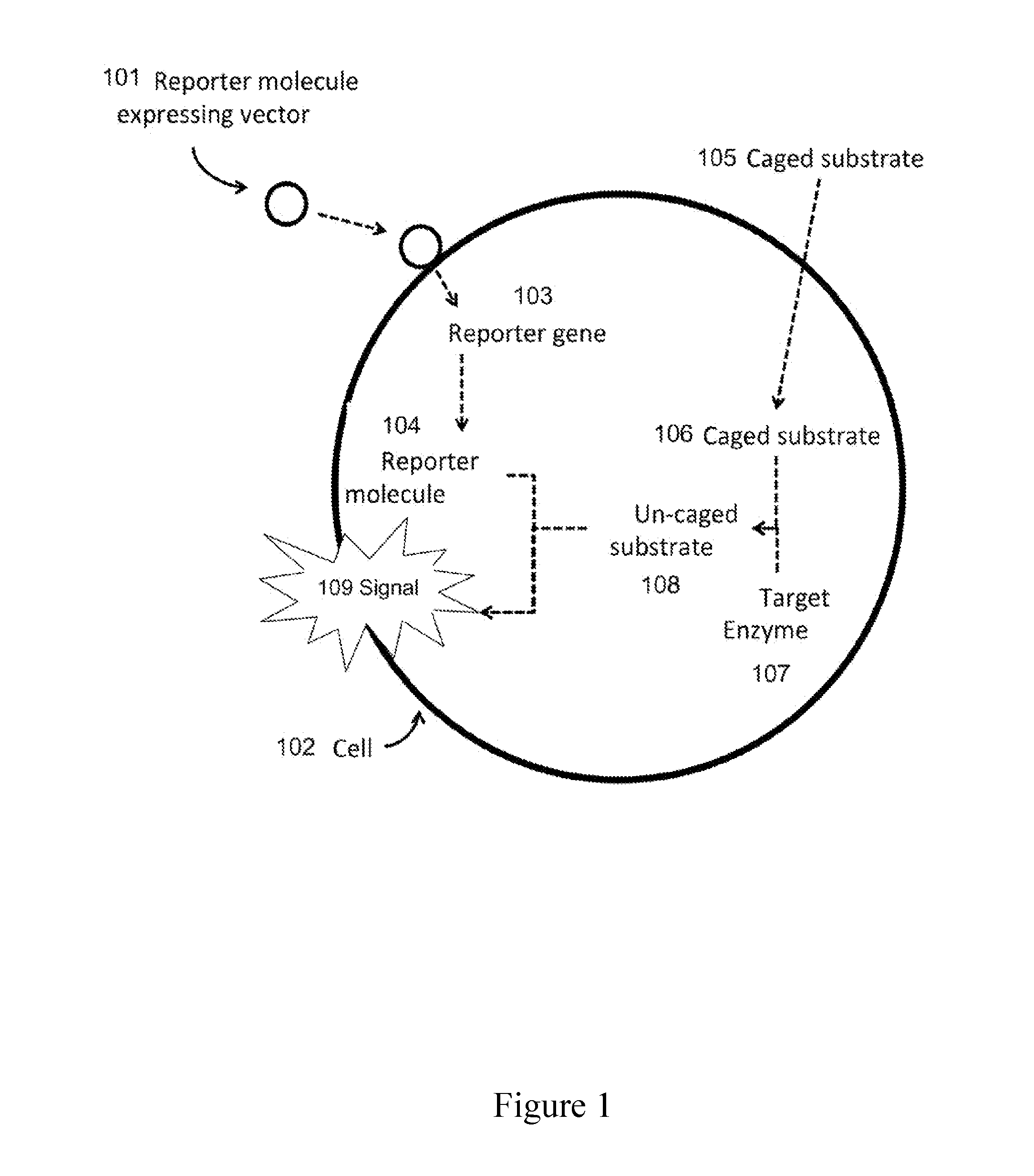 Mechanisms of Antimicrobial Susceptibility