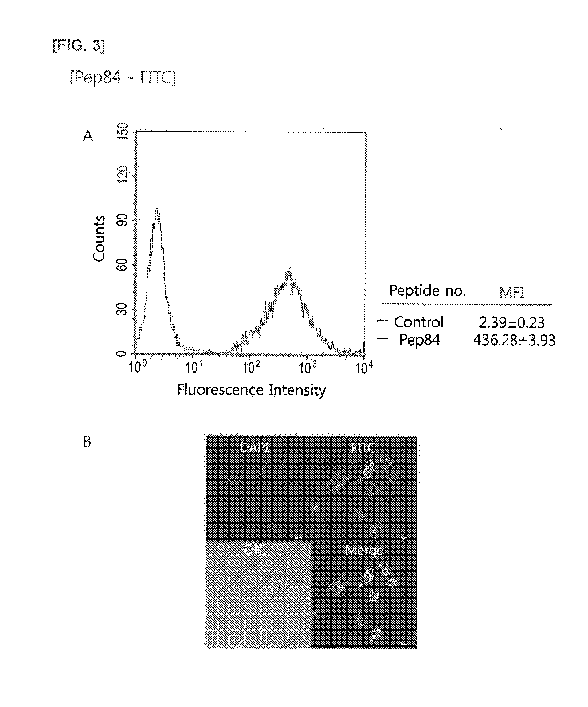 Cell Penetrating Peptide, Conjugate Comprising Same, and Composition Comprising Conjugate