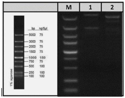 Preparation method of herpes zoster vaccine