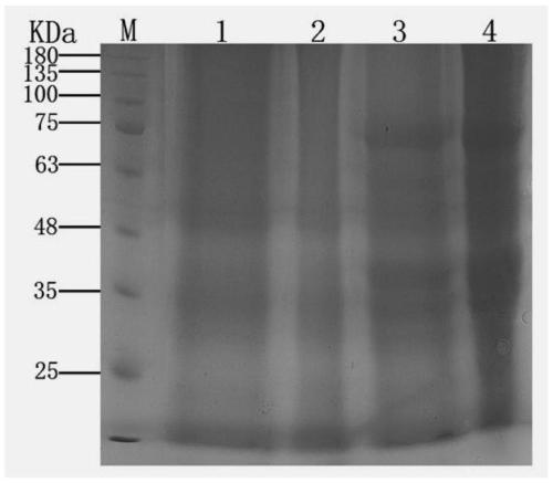 Preparation method of herpes zoster vaccine