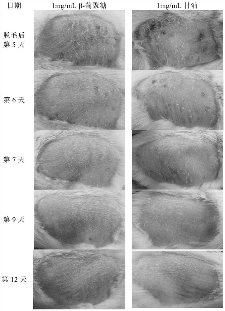 Biological polysaccharide with hair growth and hair loss prevention and its application