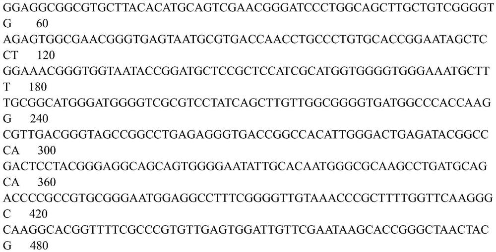 Bifidobacterium animalis and breeding method and application thereof