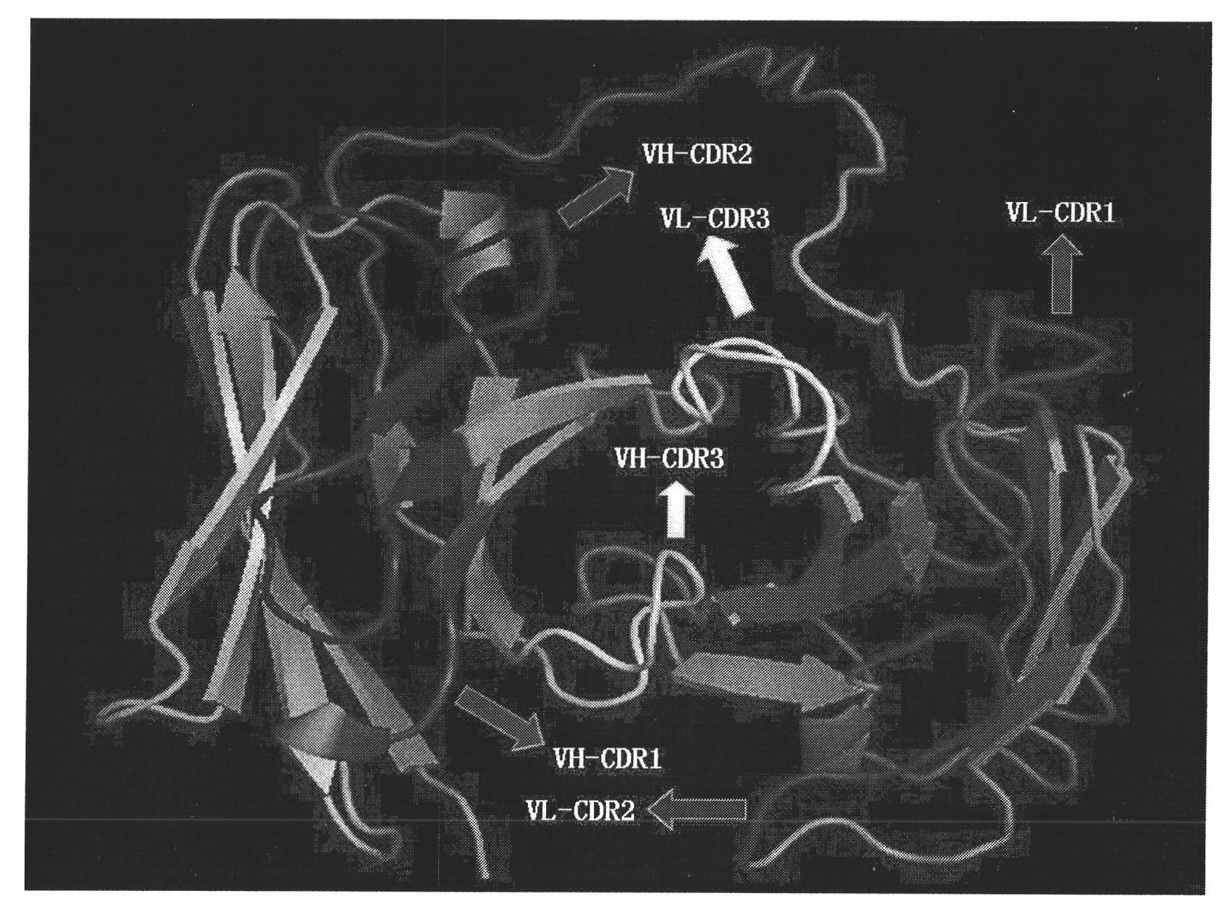 Whole human source anti-vascular endothelial cell growth factor receptor 2 single chain antibody