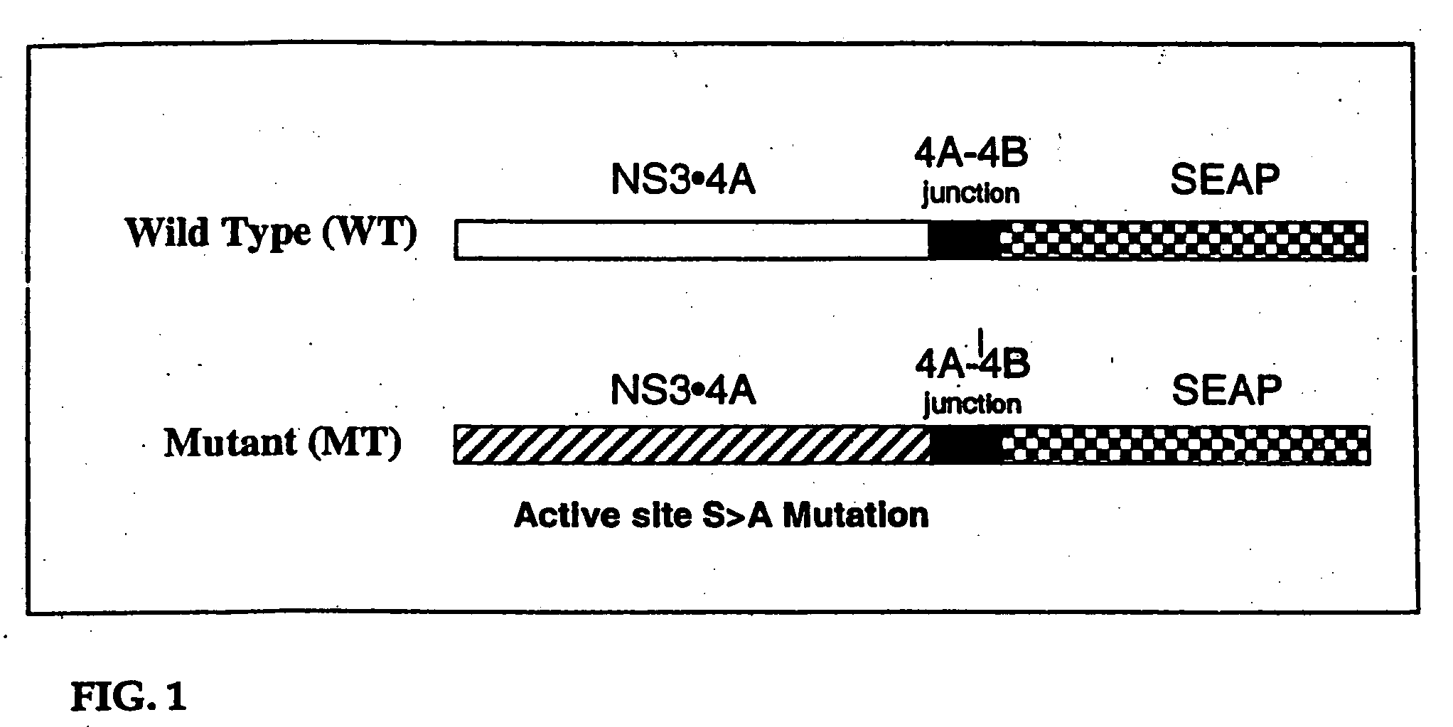 Animal model for HCV infection