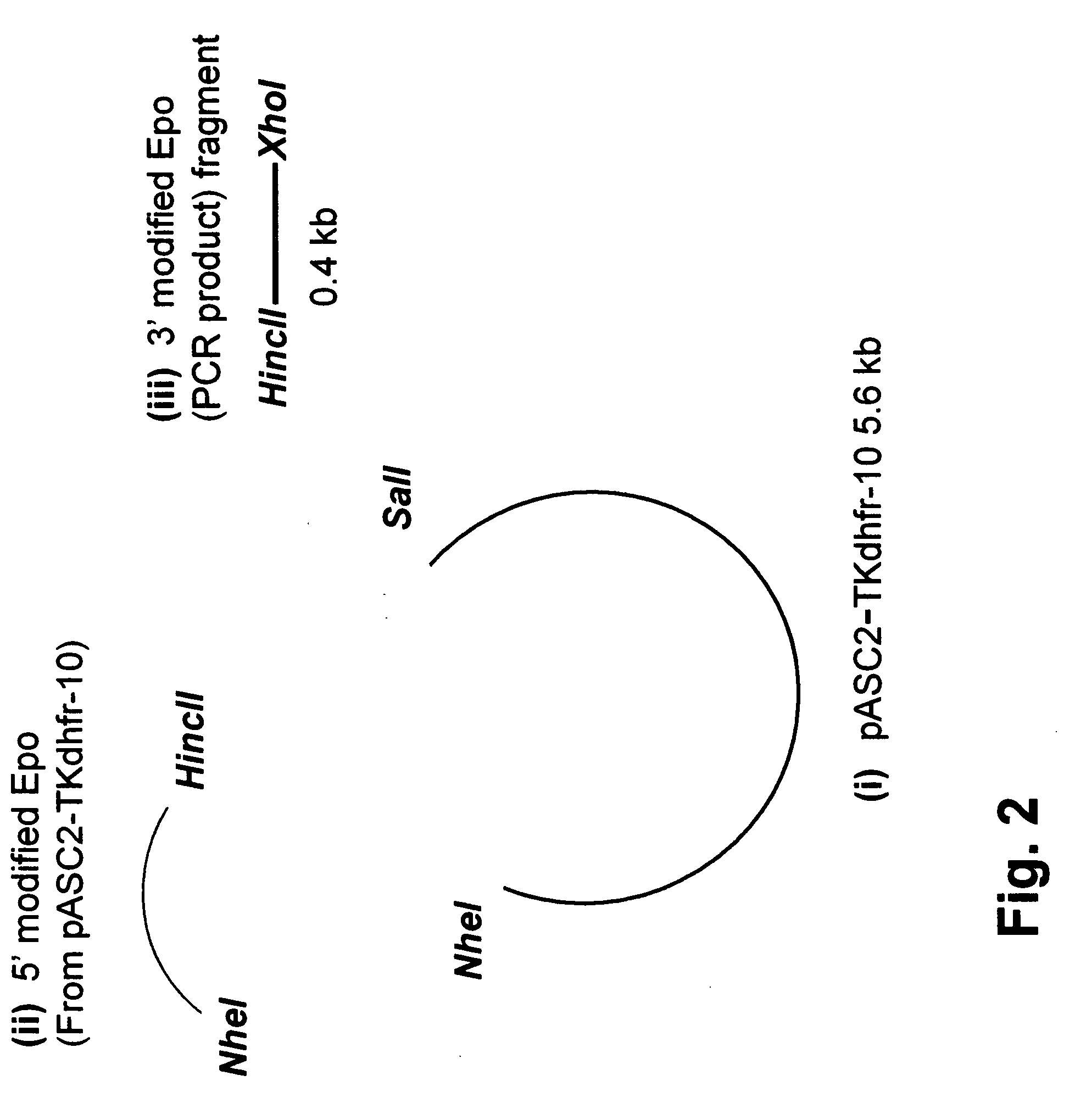 High level expression of recombinant human erythropoietin having a modified 5'-UTR