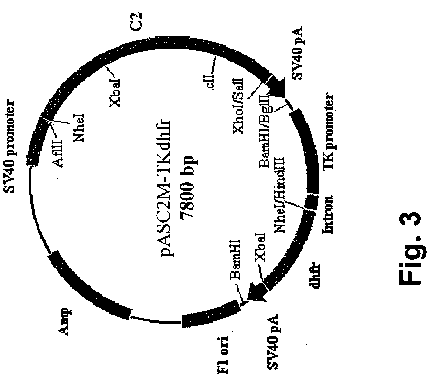 High level expression of recombinant human erythropoietin having a modified 5'-UTR