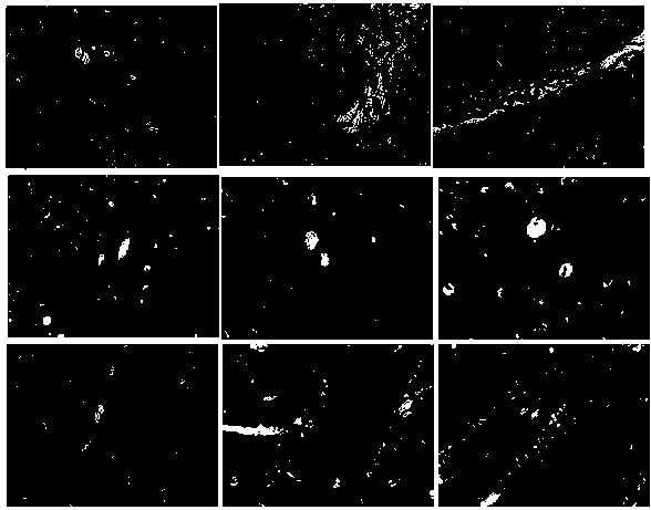 Application of astaxanthin and/or lithium chloride in the preparation of drugs for preventing and treating cognitive impairment caused by chronic organophosphate poisoning