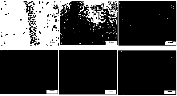 Application of astaxanthin and/or lithium chloride in the preparation of drugs for preventing and treating cognitive impairment caused by chronic organophosphate poisoning